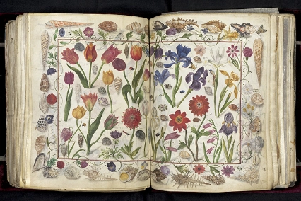 Album Amicorum – Das Große Stammbuch von Philipp Hainhofer: Doppelseitige Darstellung von Blumen, Muscheln und Insekten, innerhalb eines Muschelrandes, um 1590/1595