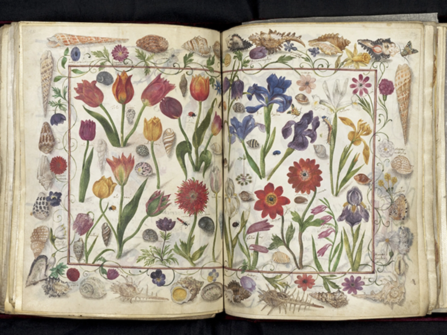 Album Amicorum – Das Große Stammbuch von Philipp Hainhofer: Doppelseitige Darstellung von Blumen, Muscheln und Insekten, innerhalb eines Muschelrandes, um 1590/1595