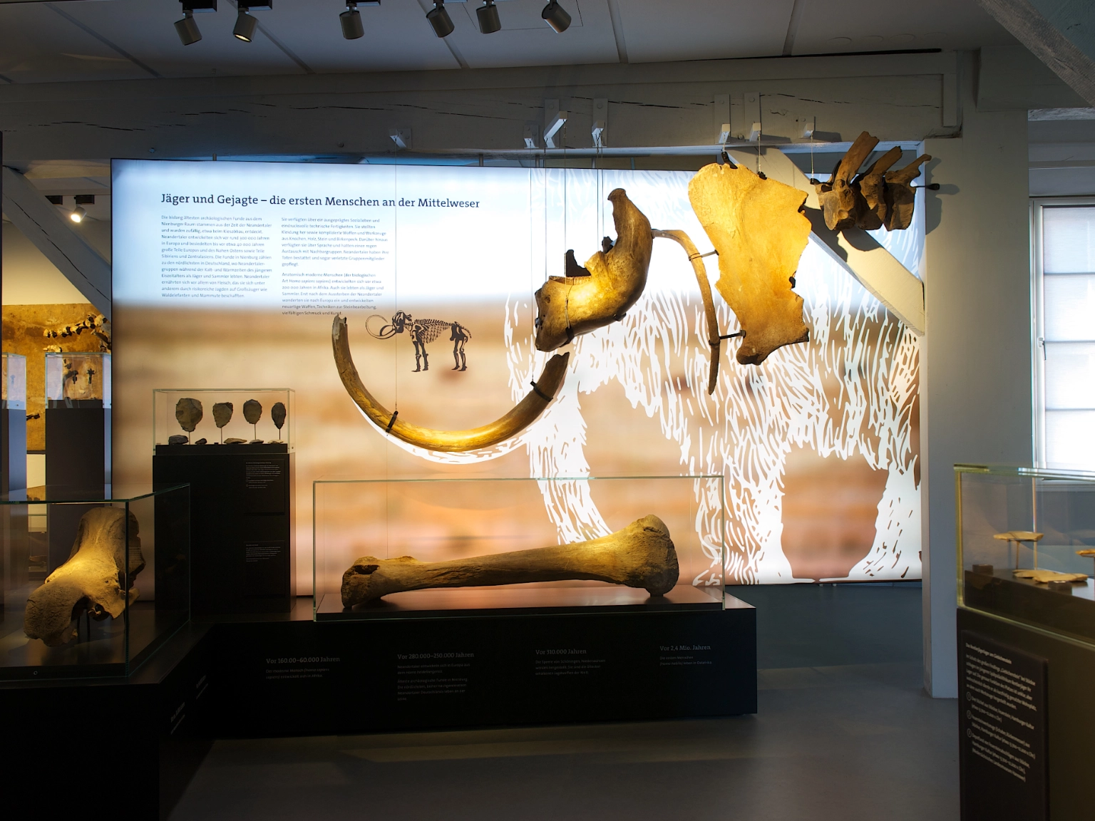 Impression der Dauerausstellung des Museums Nienburg im Fresenhof. Auf dem Foto zu sehen sind eine beleuchtete Wand mit Texte und Bildern zu den „Jäger und Gejagte – Die ersten Menschen an der Mittelweser”. Vor der Wand hängen Skelettteile eines Mammuts von der Decke und werden in Vitrinen gezeigt.