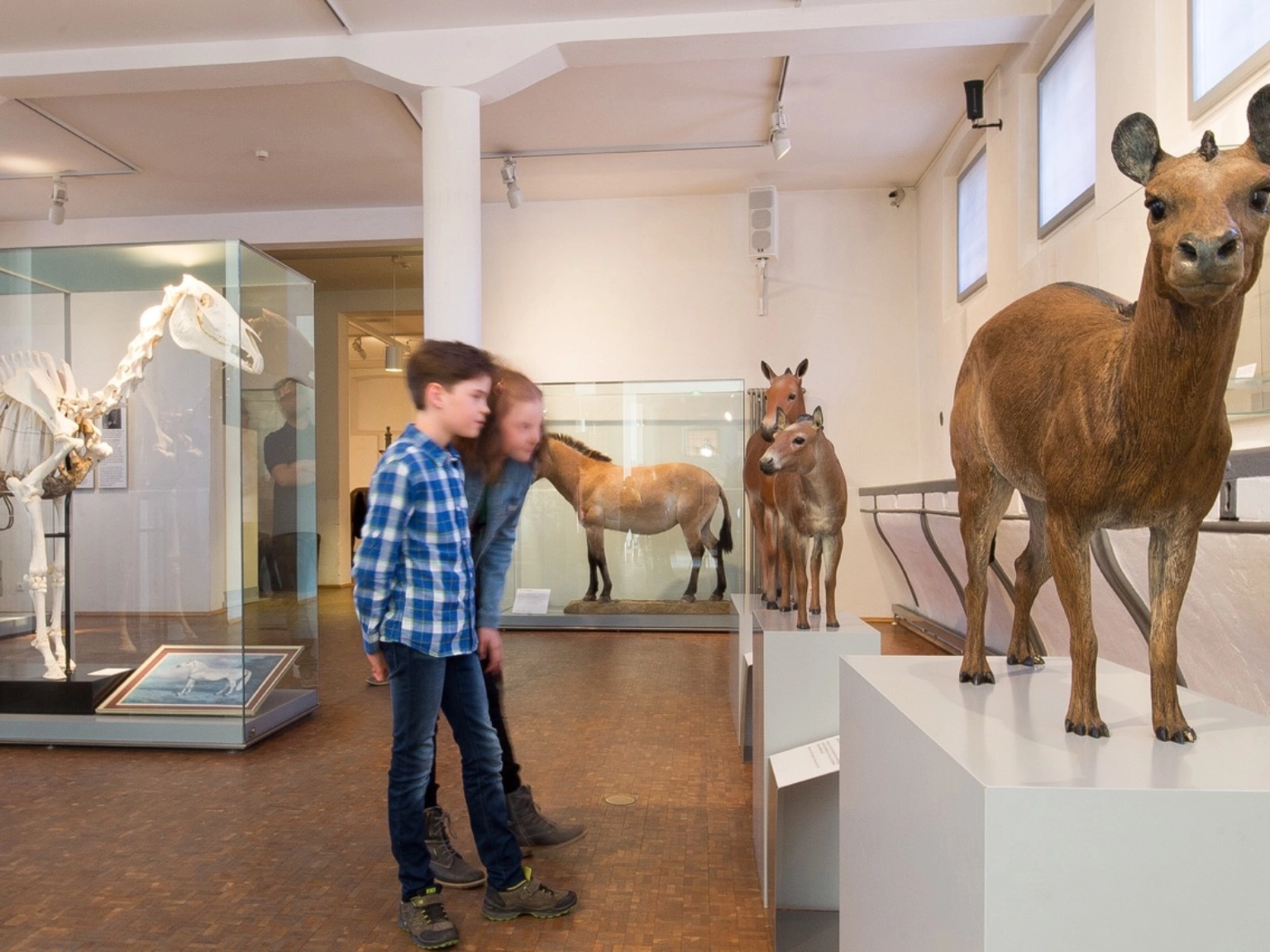 Urpferdchen in der Ausstellung des Deutschen Pferdemuseums Verden
