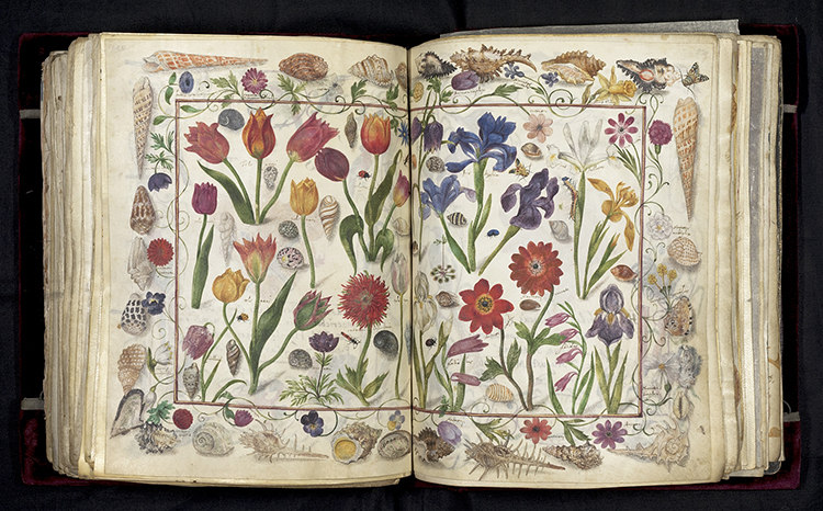 Album Amicorum – Das Große Stammbuch von Philipp Hainhofer: Doppelseitige Darstellung von Blumen, Muscheln und Insekten, innerhalb eines Muschelrandes, um 1590/1595