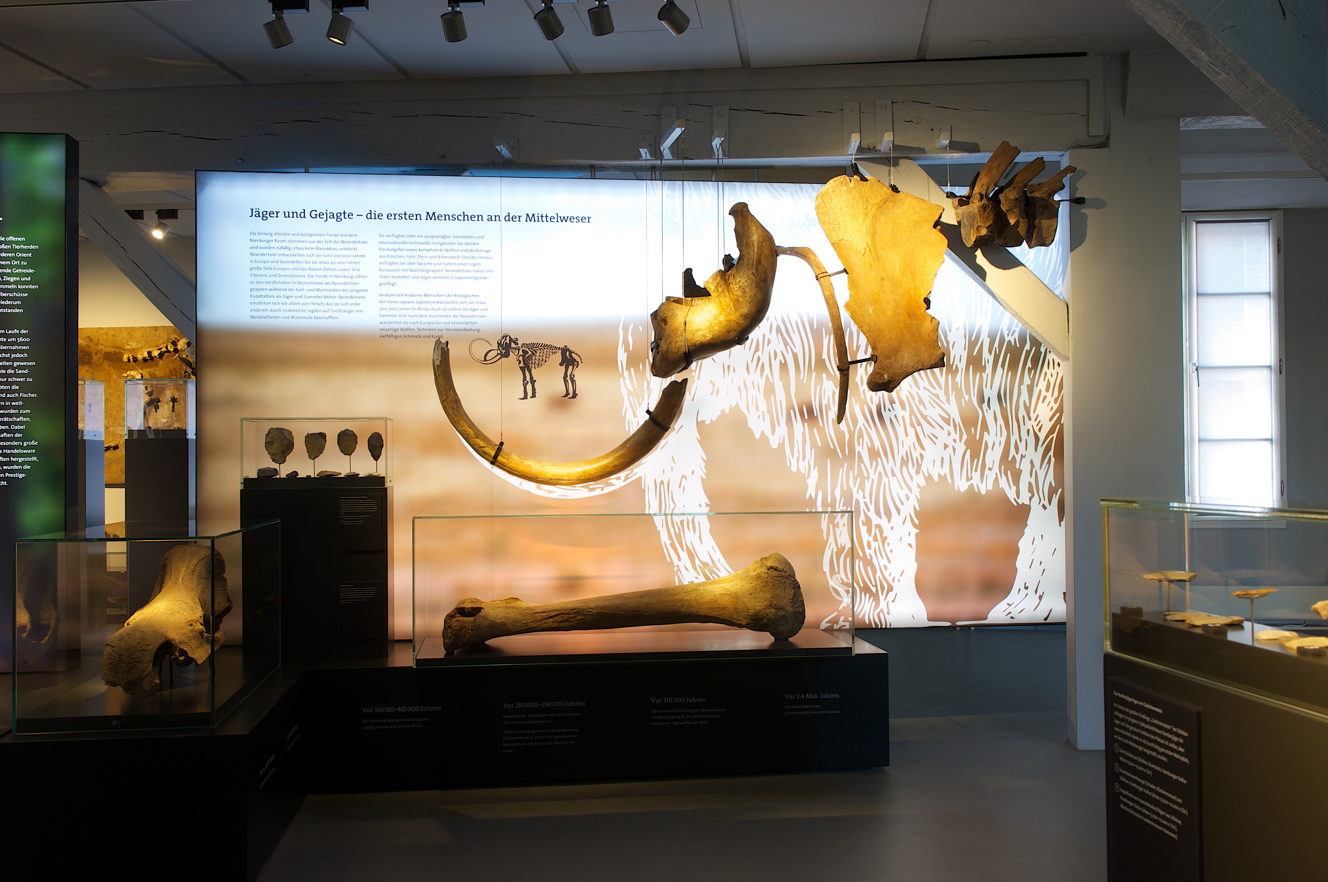 Impression der Dauerausstellung des Museums Nienburg im Fresenhof. Auf dem Foto zu sehen sind eine beleuchtete Wand mit Texte und Bildern zu den „Jäger und Gejagte – Die ersten Menschen an der Mittelweser”. Vor der Wand hängen Skelettteile eines Mammuts von der Decke und werden in Vitrinen gezeigt.