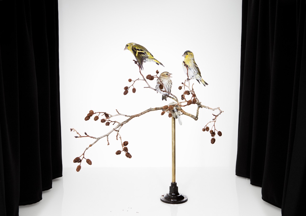 Sanna Kannisto, Carduelis spinus, 2015, pigment ink print, 65 x 92 cm, gerahmt