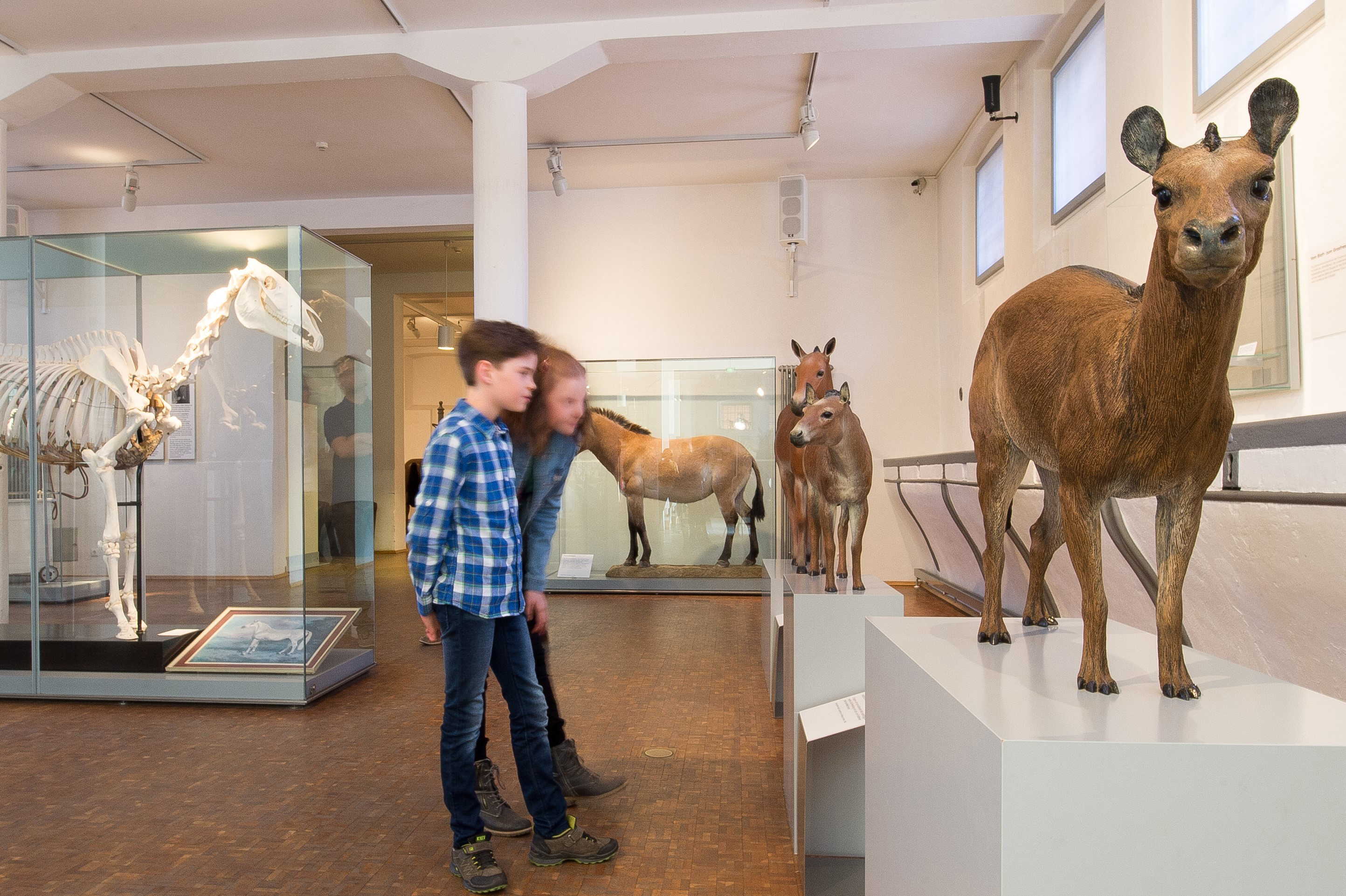 Urpferdchen in der Ausstellung des Deutschen Pferdemuseums Verden